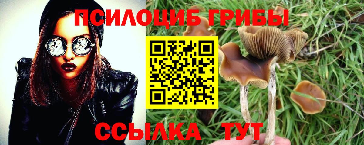 Псилоцибиновые грибы Cubensis Пыть-Ях